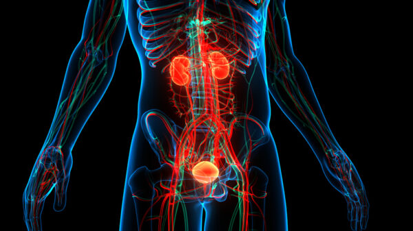 Urinary system, bladder, kidney